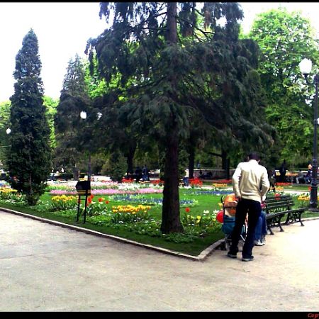 Flori in parc